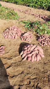 팜모닝 고구마·영농일지 게시글 이미지