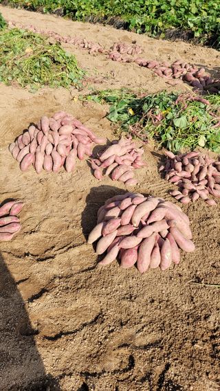 양파9893님의 고구마 · 영농일지 작성글 사진