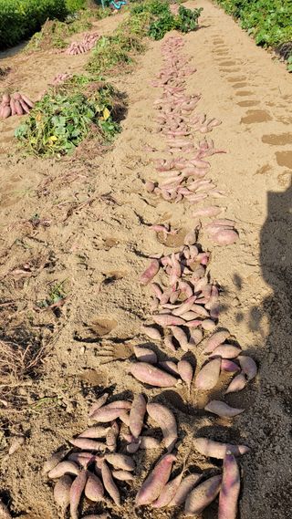 양파9893님의 고구마 · 영농일지 작성글 사진