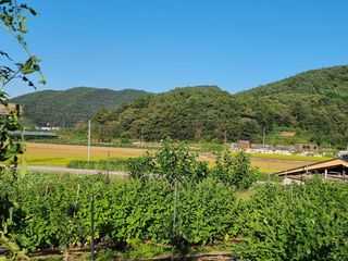 배추15855님의 ↑ 윷놀이 하고 추석덕담 하기 · 참여글 작성글 사진