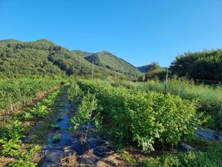 배추15855님의 ↑ 윷놀이 하고 추석덕담 하기 · 참여글 작성글 사진