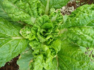 이상애초보농업님의 배추 · 병해충상담 작성글 사진