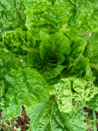 이상애초보농업님의 배추 · 병해충상담 작성글 사진