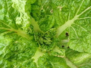 이상애초보농업님의 배추 · 병해충상담 작성글 사진