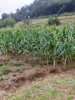 이진권 님의 옥수수 · 영농일지 작성글 사진