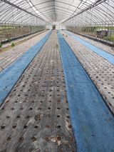 팜모닝 상추·자유게시판 게시글 이미지