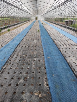 농민님의 상추 · 자유게시판 작성글 사진