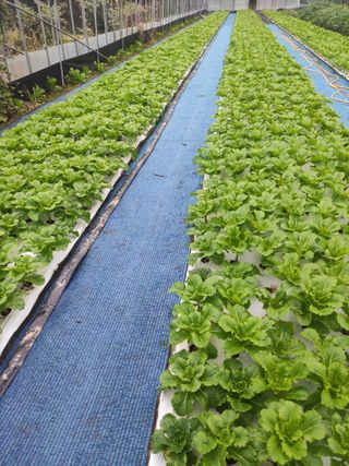 농민님의 상추 · 자유게시판 작성글 사진