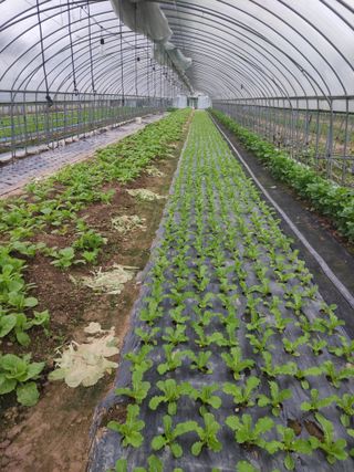 농민님의 상추 · 자유게시판 작성글 사진