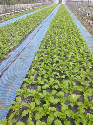 농민님의 상추 · 자유게시판 작성글 사진