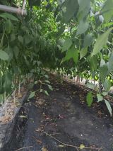 팜모닝 고추·일상 게시글 이미지