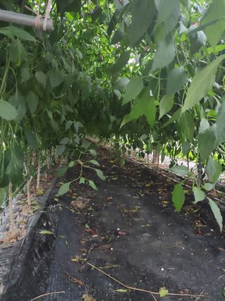 농민님의 고추 · 일상 작성글 사진