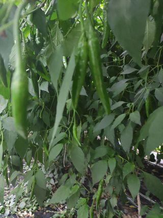 농민님의 고추 · 일상 작성글 사진