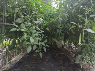 농민님의 고추 · 일상 작성글 사진