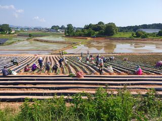 Simws17님의 ↑ 윷놀이 하고 추석덕담 하기 · 참여글 작성글 사진