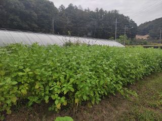 농민님의 들깨 · 자유게시판 작성글 사진