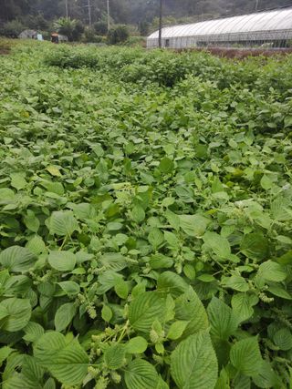 농민님의 들깨 · 자유게시판 작성글 사진