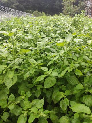 농민님의 들깨 · 자유게시판 작성글 사진