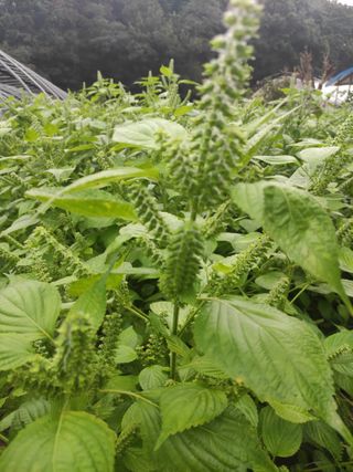 농민님의 들깨 · 자유게시판 작성글 사진