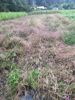 농민님의 기타작물 · 자유게시판 작성글 사진