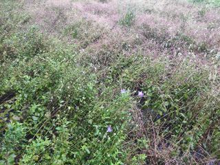 농민님의 기타작물 · 자유게시판 작성글 사진