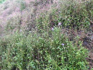 농민님의 기타작물 · 자유게시판 작성글 사진