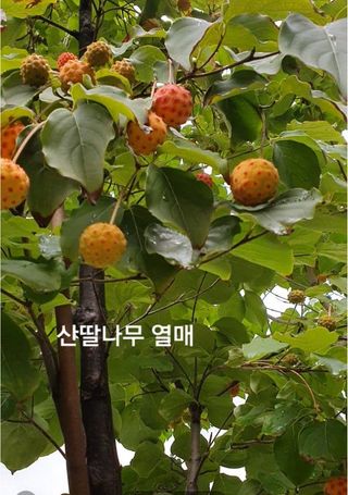 금동이네님의 기타작물 · 자유게시판 작성글 사진
