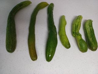 임재창님의 오이 · 병해충상담 작성글 사진