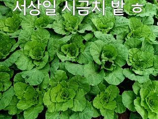 together님의 ↑ 윷놀이 하고 추석덕담 하기 · 참여글 작성글 사진