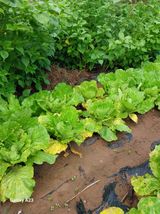 팜모닝 배추·병해충상담 게시글 이미지