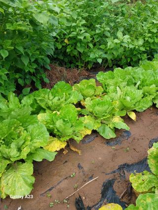 론멜님의 배추 · 병해충상담 작성글 사진