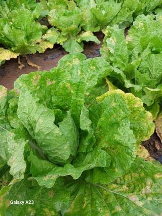 론멜님의 배추 · 병해충상담 작성글 사진