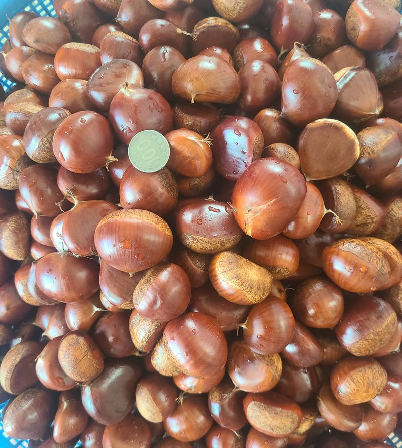 장터 상품 [공주 알밤  1kg] 썸네일