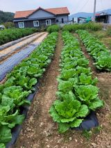 팜모닝 배추·일상 게시글 이미지