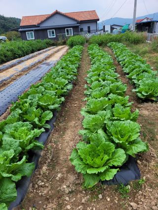 이외숙님의 배추 · 일상 작성글 사진