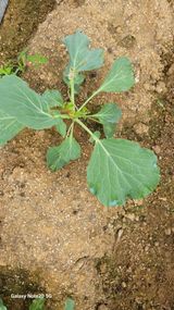 팜모닝 배추·일상 게시글 이미지