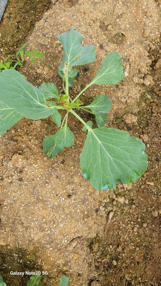 제주농부님의 배추 · 일상 작성글 사진