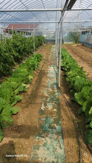 제주농부님의 배추 · 일상 작성글 사진