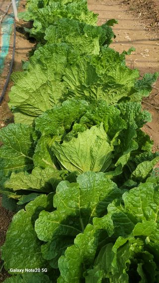 제주농부님의 배추 · 일상 작성글 사진