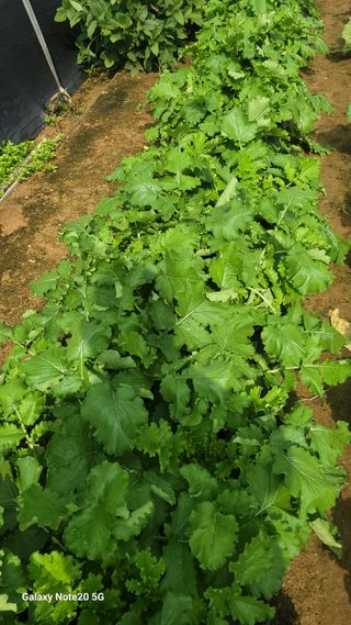 제주농부님의 배추 · 일상 작성글 사진