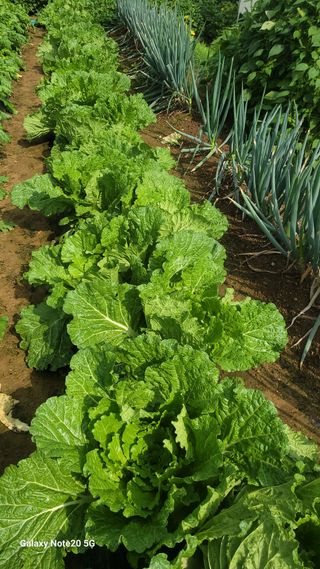 제주농부님의 배추 · 일상 작성글 사진