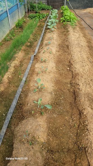 제주농부님의 배추 · 일상 작성글 사진