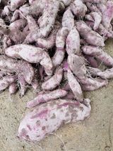 팜모닝 고구마·영농일지 게시글 이미지