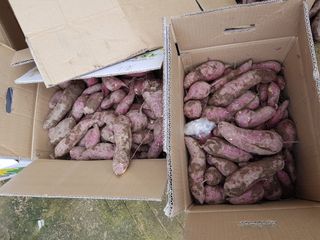 이병찬님의 고구마 · 자유게시판 작성글 사진