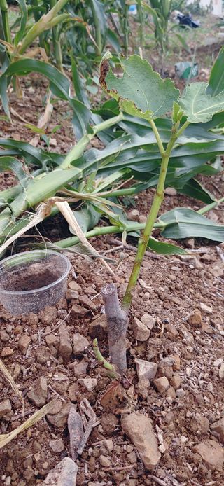 임채은님의 작성글 사진