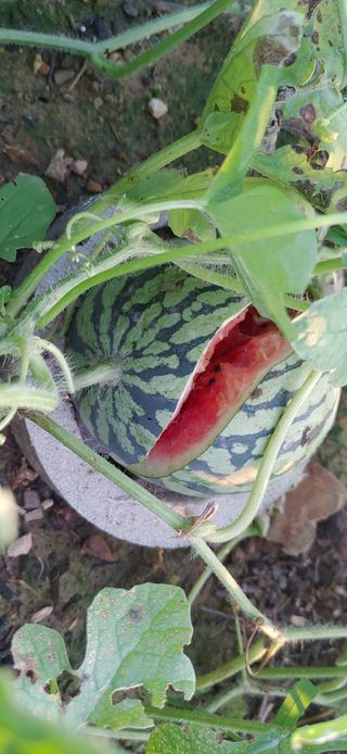 임채은님의 작성글 사진