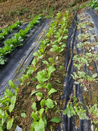 백호순(후추)님의 자유주제 · 자유게시판 작성글 사진