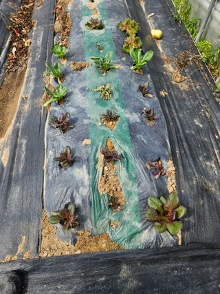 백호순(후추)님의 자유주제 · 자유게시판 작성글 사진