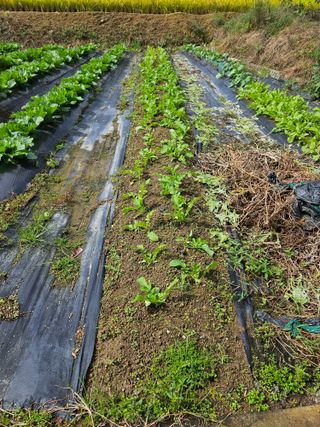 백호순(후추)님의 자유주제 · 자유게시판 작성글 사진