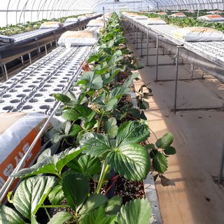 막걸리대왕님의 딸기 · 병해충상담 작성글 사진